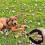 JOYTALE Long Dog Training Leash with Comfortable Handle Perfect for Walking Camping and Backyard Play 4