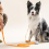 Waterproof Dog Leash For Training Durable Long Lead For Large Medium Small Dogs 10
