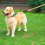 Retractable Dog Leash Multifunctional Elastic Adjustable & Padded for Training & Comfort 13