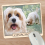 Cavachon Dog Breed Mouse Mat Gift 1