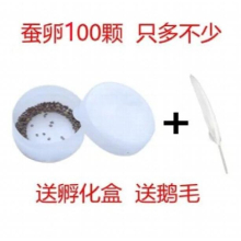 100 Pcs/Lot Silkworm Seeds Seed Mulberry-Feeding Silkworms Eggs Egg High Hatchability Disease Resistance Living Live Spring Toys