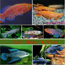 20 Eggs/Lot 60 MM L Magic Soil + Water = Fish Medaka Killifishes Eggs Fishes Egg Growing Christmas Toys For Children Funny