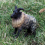 8.5*3*7CM Children Simulation Wild Animal Solid Static Model Sheep Himalayan Sheep Plastic Toy Decoration 5