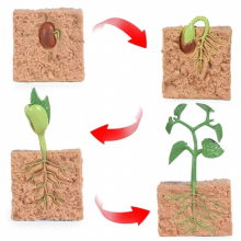 Simulation plant mini seed growth cycle toy seed growth cycle set For Children cognition Toys