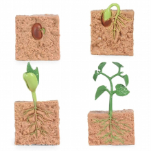 4pcs Kids Plant Seeds Growth Life Cycle Playset Cognitive Toys Teaching Aids