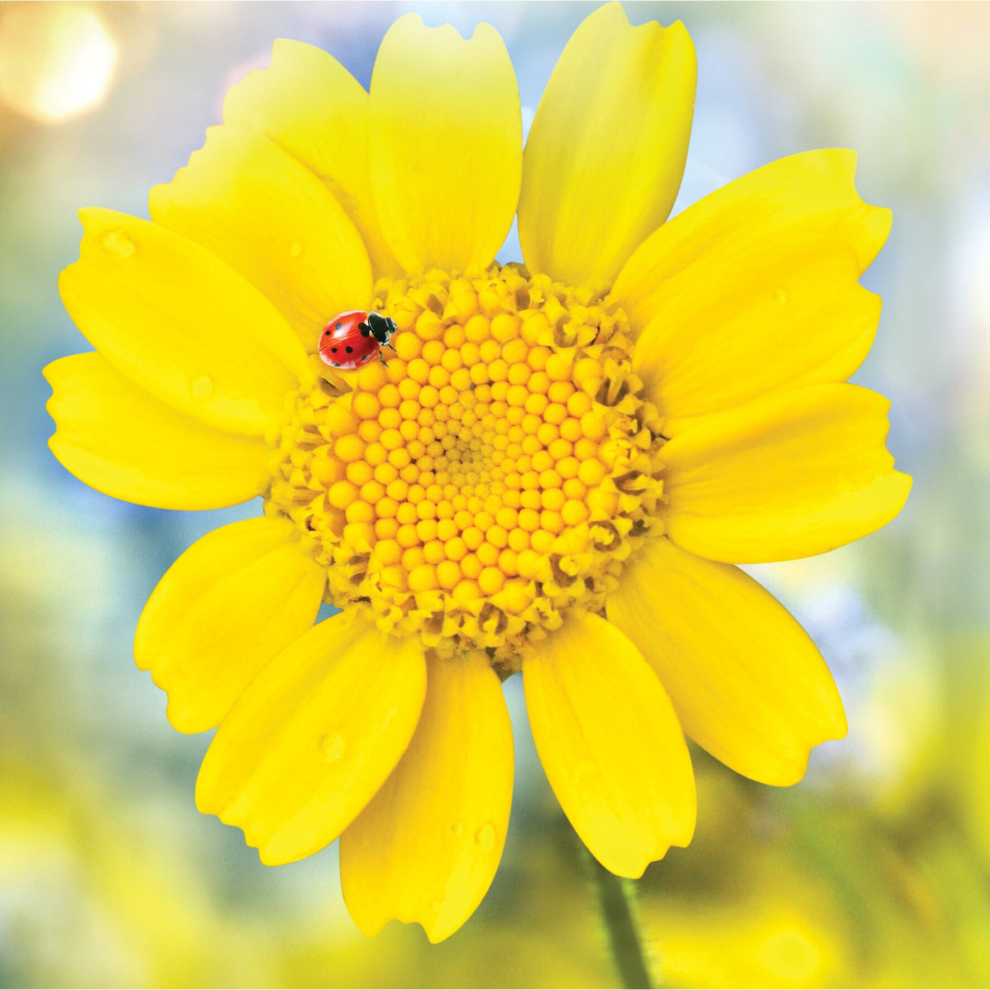 Second Nature Gallery Flower With Lady Bird Blank Any Occasion Greeting C Yellow
