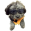 Waterproof, Windproof And Fogproof Pet Sunglasses 3