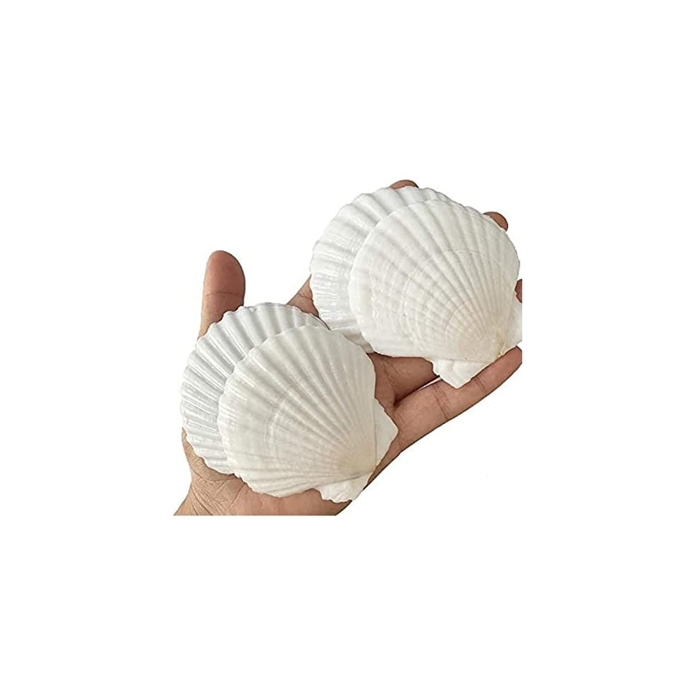 25PCS White Scallops Shell 2-3inch Seashells Large Natural From Sea Beach Seashells for Crafting For DIY Fish Tank Vase Filler