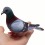 3pcs Simulation Pigeon Props For One Style Photography 6