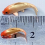 Mini Small Fish Model Simulation Play House Props Scene Landscaping Props 10pcs 9
