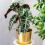 Gardeners Dream Alocasia Polly (12cm) V2 5