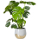 Gardeners Dream Monstera Deliciosa 6