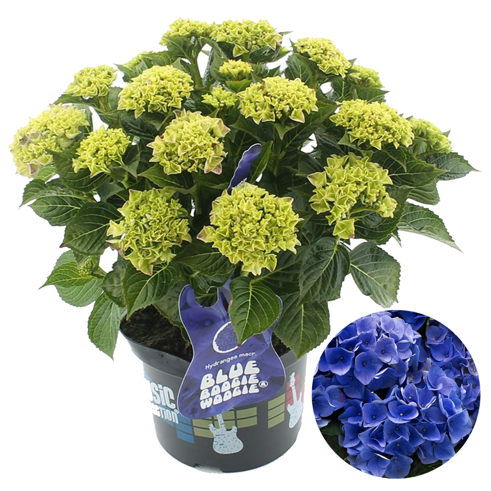 Gardeners Dream Https://Images.esellerpro.com/3048/I/627/34/Hydrangea-Blue-Boogiewoogie-Additional-2.Jpg