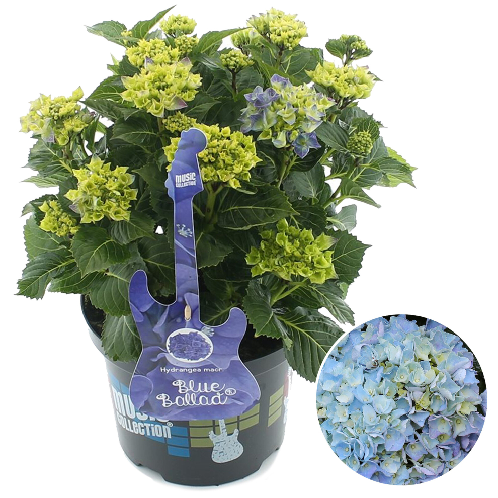 Gardeners Dream Https://Images.esellerpro.com/3048/I/627/30/Hydrangea-Ballad-Additional-2.Jpg Blue