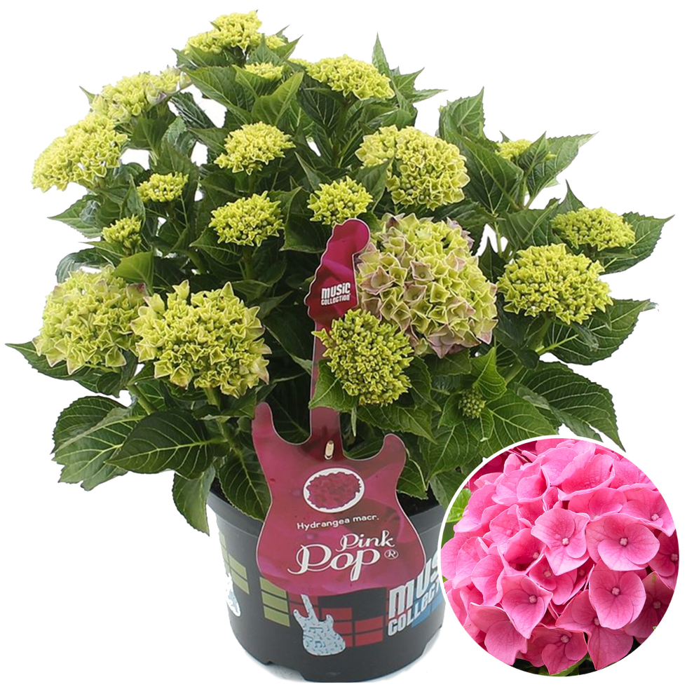 B&Q - Hydrangea 'pink Punk': Vibrant Pink BloomsGarden Highlight (50-70Cm5L Pot) - Image 3
