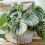 Gardeners Dream https://images.esellerpro.com/3048/I/625/92/Peperomia Argyreia-5.jpg 6