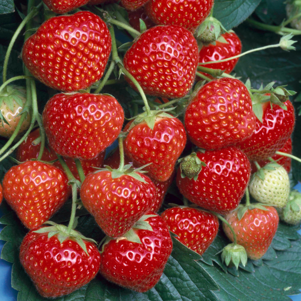 B&Q -  Strawberry MarshmelloOutdoor Fruit Plants For GardensPotsContainers (9Cm Pots5 Pack) - Image 2