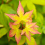 Gardeners Dream Acer Little Princess (9cm) 1