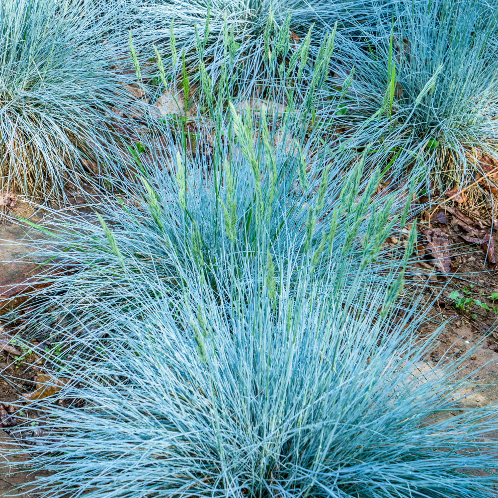 Gardeners Dream Festuca Glauca Intense | Evergreen Garden Grasses | Potted Shrub Plant Blue