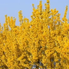 1 X FORSYTHIA 'LYNWOOD' DECIDUOUS SHRUB HARDY GARDEN PLANT IN POT