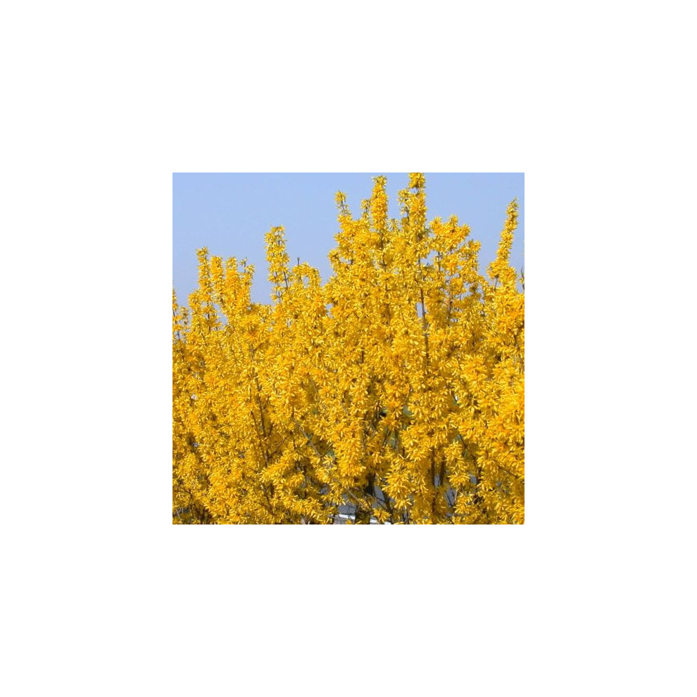 1 X FORSYTHIA 'LYNWOOD' DECIDUOUS SHRUB HARDY GARDEN PLANT IN POT