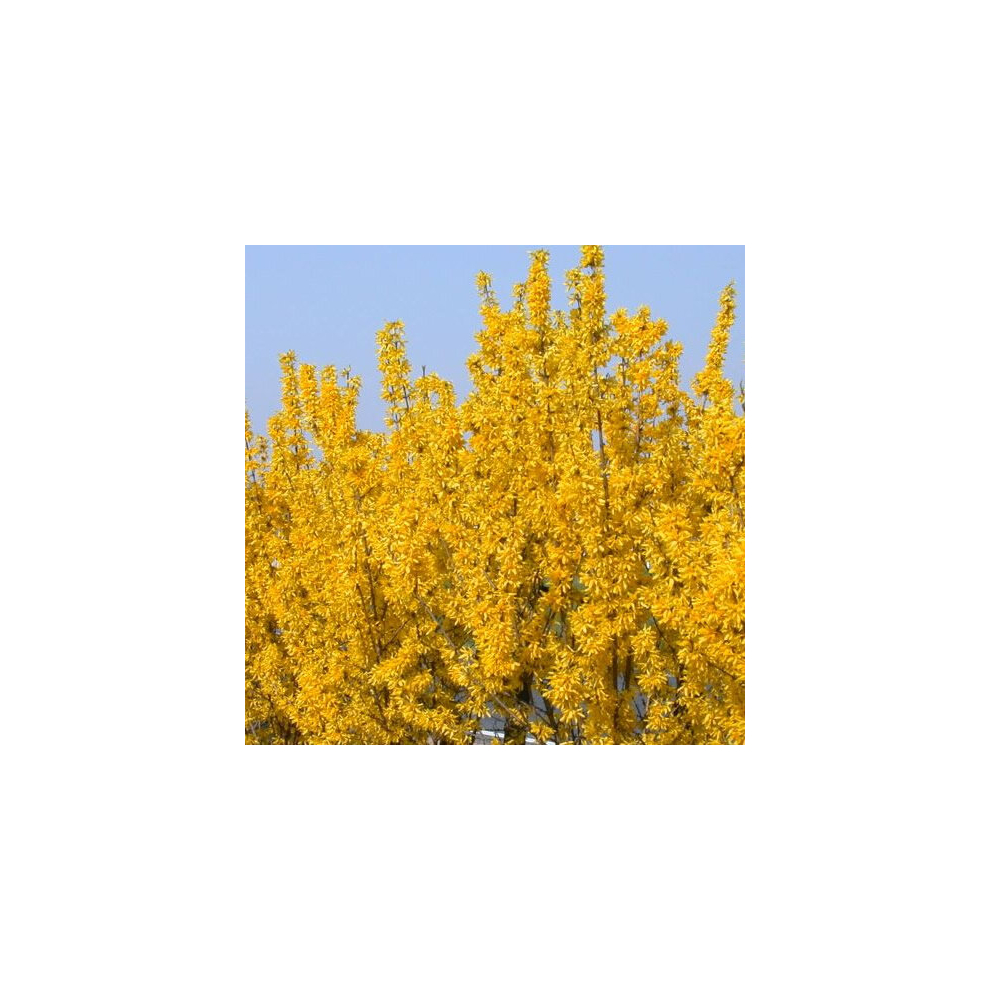 Gardeners Dream 1 X Forsythia 'Lynwood' Deciduous Shrub Hardy Garden Plant In Pot