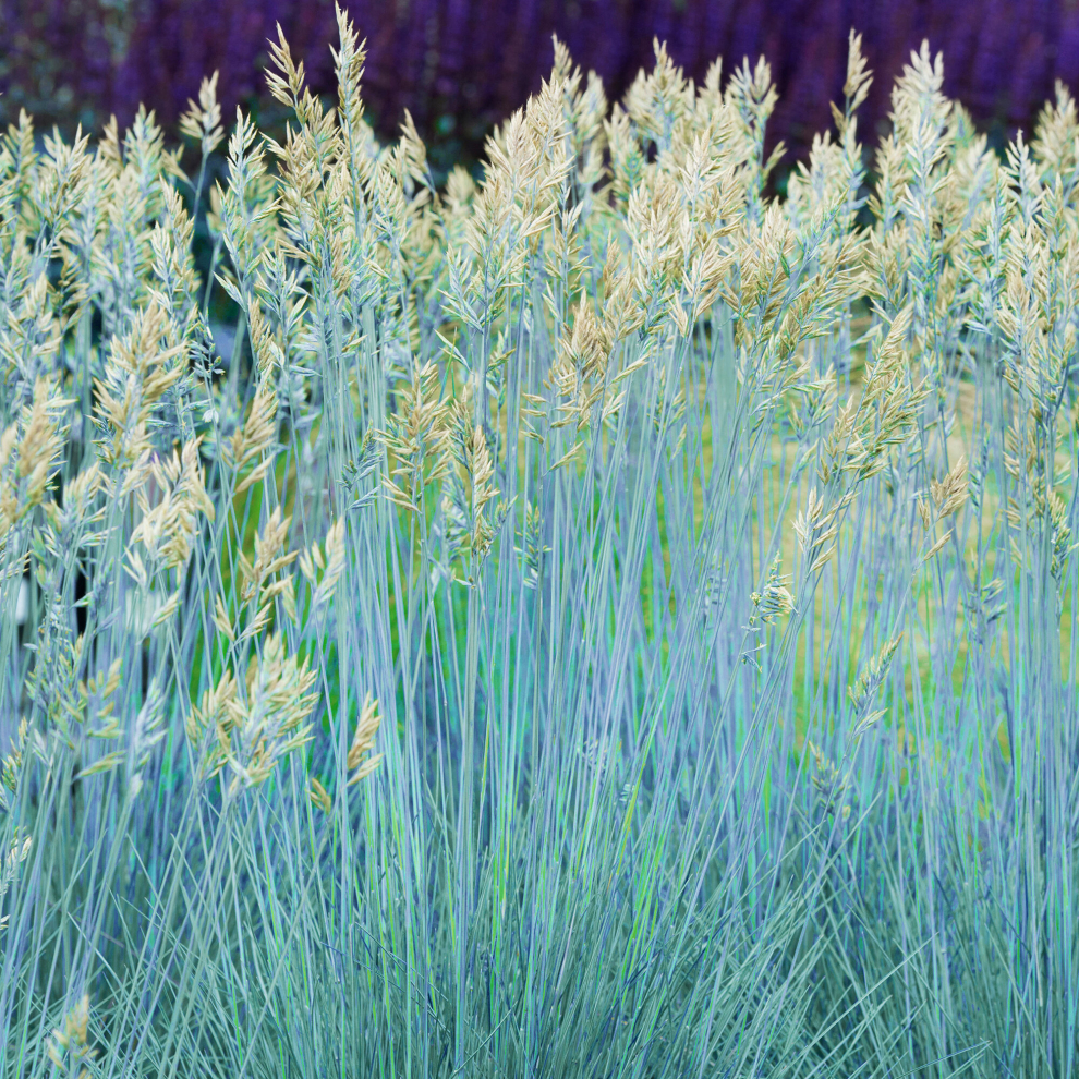 Gardeners Dream Festuca Glauca Intense | Hardy Evergreen Grass Shrub (15-30Cm Incl Pot) Blue