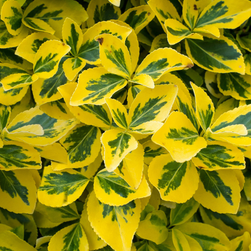 Euonymus fortunei 'Emerald 'n Gold' Spindle Evergreen Shrub Hedge | 9cm Pot