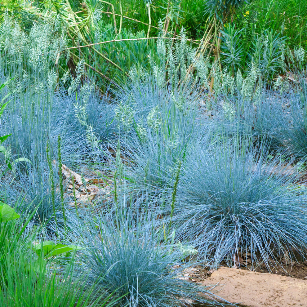 Festuca glauca Intense Blue | Evergreen Ornamental Grasses | Potted Garden Plant