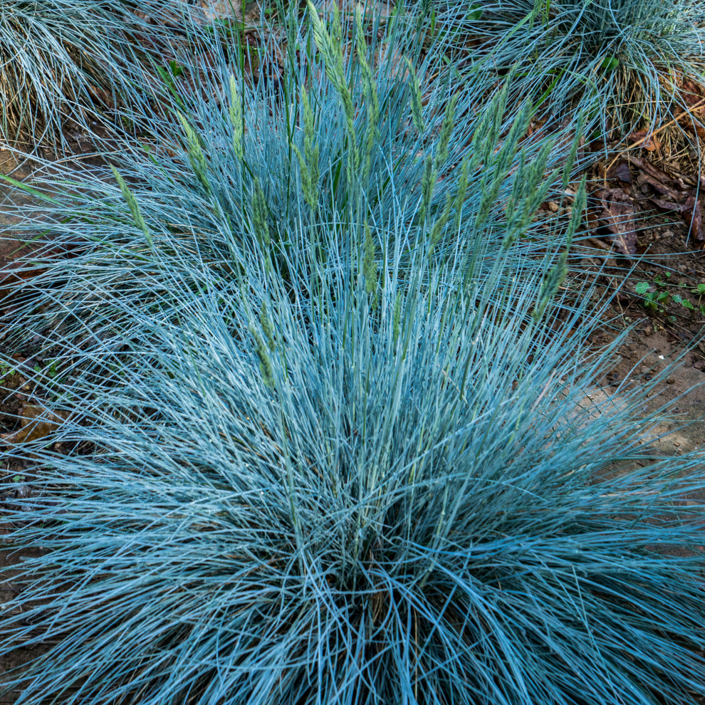 Gardeners Dream Festuca Intense Blue (9Cm, Pack Of 3)