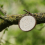 Peckish (Four Pack) Peckish Natural Balance Coco-Nots 100% Compostable & Biodegradable 4