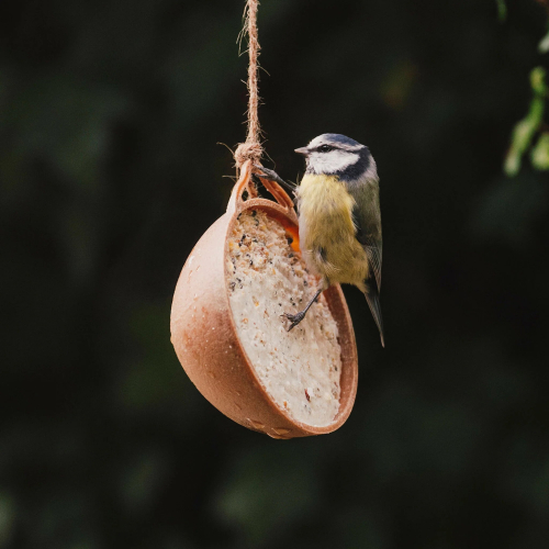 Peckish (Four Pack) Peckish Natural Balance Coco-Nots 100% Compostable & Biodegradable 2