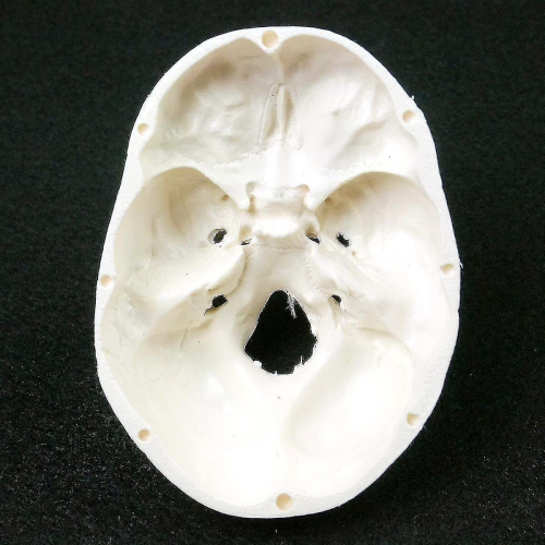 Human Anatomical Model Medicine Skull Human Anatomical Anatomy Head ...