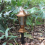 Gold Hexagonal Led Solar Mosquito Killer Light 6