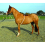 Soft Lunge Aid,White 1