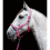 Stars Softice Headcollar Neon Green One Size 4