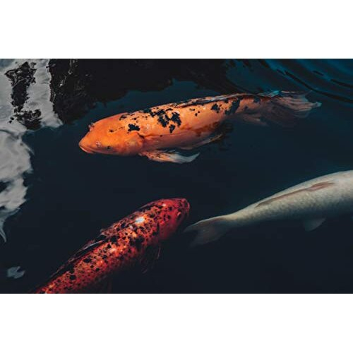 Premium Koi Sticks Complete Fish Food, 5 kg 2