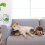 Hedgehogz Plush Dog Toy, Medium 8