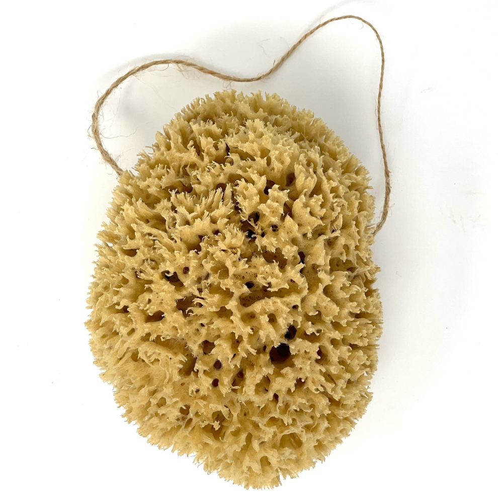 Large 16CM Sea Sponge Unbleached Honeycomb Natural Seasponge for Bath Use, for Baby, or Art use (L Size Approx 14-16cm)