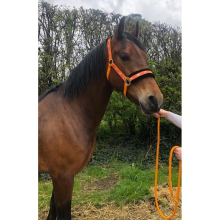 Horse Print Faux Lined Nylon Headcollars with Matching Lead Rope Orange (Pony)