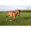 NEW Horse Lunging Training Aid white one size fits all 3