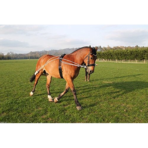 NEW Horse Lunging Training Aid white one size fits all 2