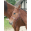 FOAL LEATHER HEAD COLLAR NEW MARKET BROWN 1