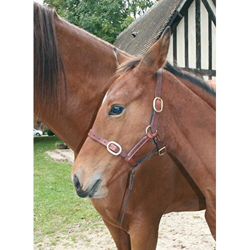 FOAL LEATHER HEAD COLLAR NEW MARKET BROWN