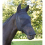 Fly Mask for Horses 4
