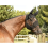 Fly Mask for Horses 2