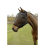 Fly Mask with Ear Holes 4