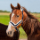 Horse Headcollar Fleece Trim, Fully Adjustable, Training Halter 7