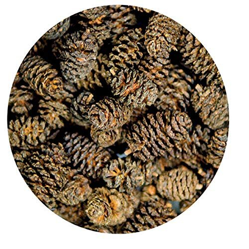 51115 Alder Cones 1