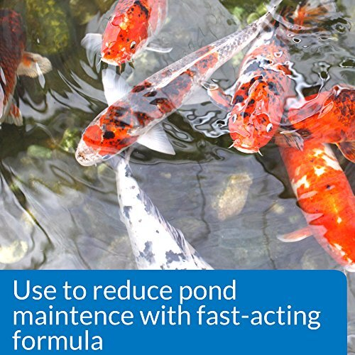 Pond Algae Cure 946 Ml 1